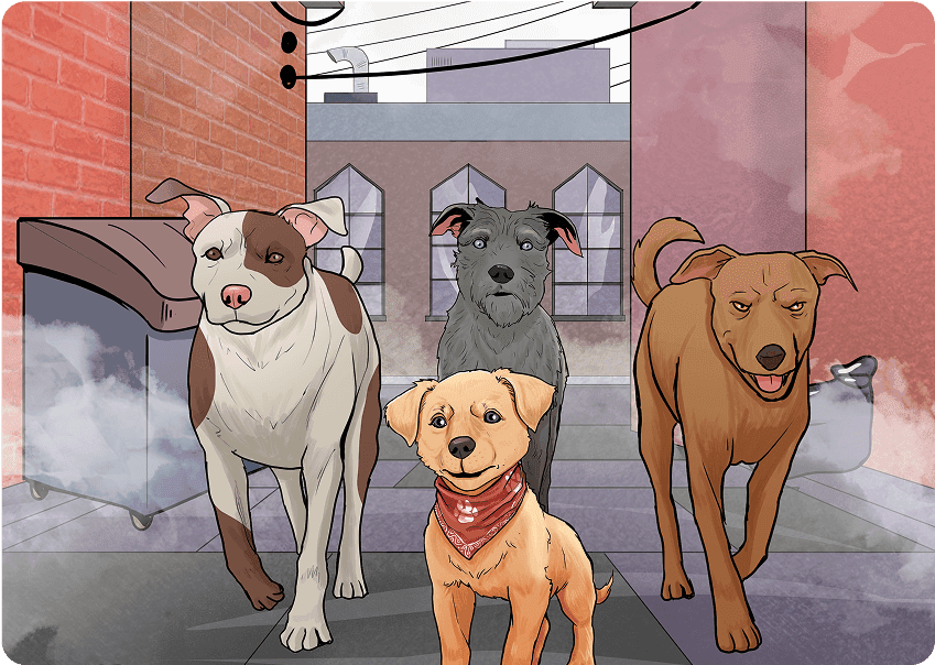 Dogs in animal shelter